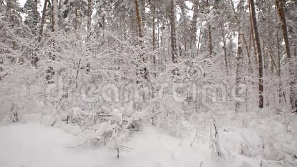 我们可以看到白雪覆盖的树木和灌木丛的冬林然而要确定植被的名称几乎是视频的预览图