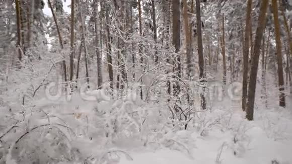 在冬林中掩映着白雪覆盖的裸树的美丽景观大自然奇妙的冰冻景色视频的预览图