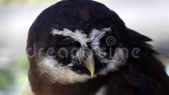 暴躁光谱猫头鹰图片视频的预览图