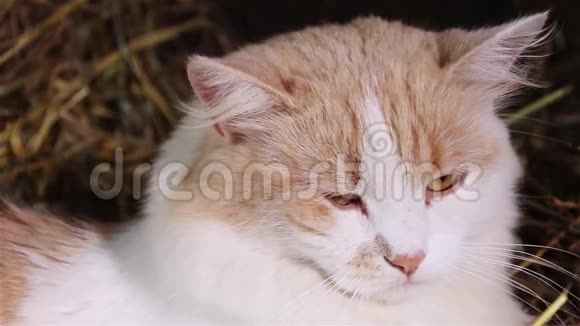 干草特写上的姜猫视频的预览图