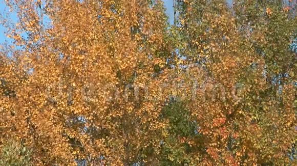 秋天的树视频的预览图