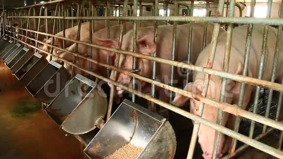农场里的猪视频的预览图