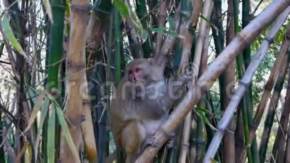 印度猕猴唇裂视频的预览图