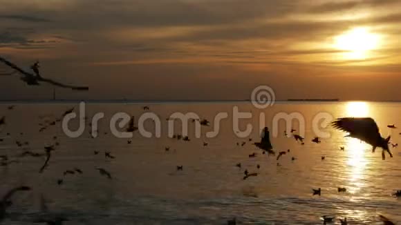 日落时在海上飞翔的鸟视频的预览图