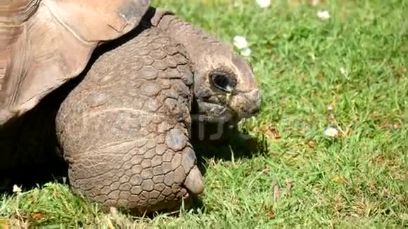 巨龟吃草巨龟阿尔达布拉视频的预览图