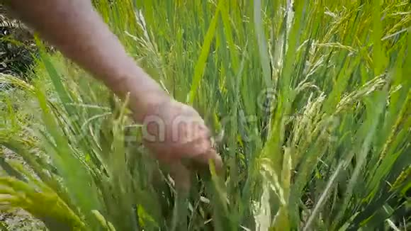 巴厘岛在岛上游览那个女孩在稻田里远足那个女人摸植物巴厘岛视频的预览图