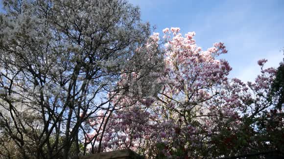 木兰和一棵白花的树视频的预览图