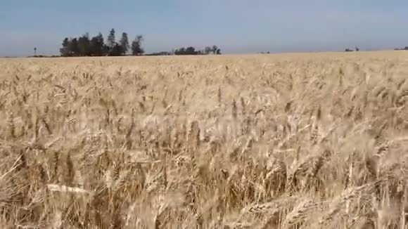 阿根廷农村的小麦种植区视频的预览图