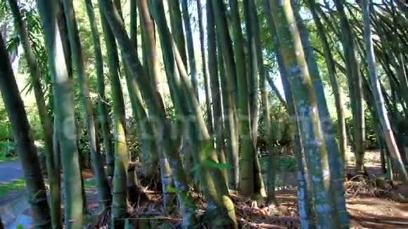 斯里兰卡Peradeniya花园的巨竹视频的预览图