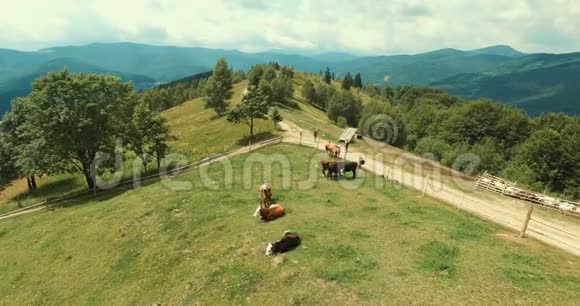 带牛的夏季乡村空中景色视频的预览图