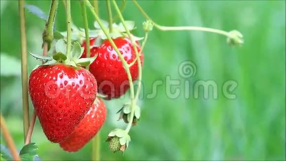 新鲜的红草莓视频的预览图