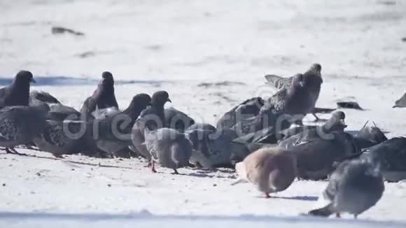 鸽子在冬天觅食很多鸽子一群鸽子鸟儿在冬天觅食雪地里的鸟户外视频的预览图