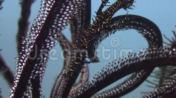 菲律宾野生动物海洋中的黑海百合视频的预览图
