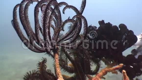 菲律宾野生动物海洋中的黑海百合视频的预览图