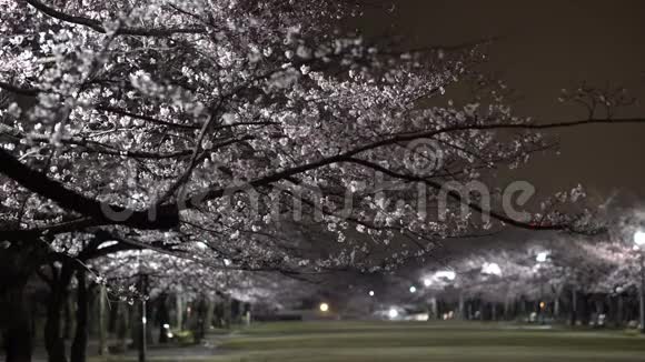 东京公园樱花的晨景视频的预览图