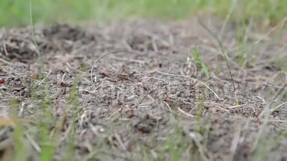 蚂蚁在蚁穴里爬过一个轻盈的木头纹理视频的预览图
