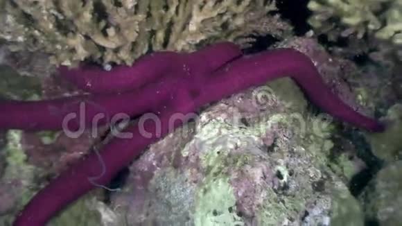 菲律宾野生动物海洋中的海星视频的预览图