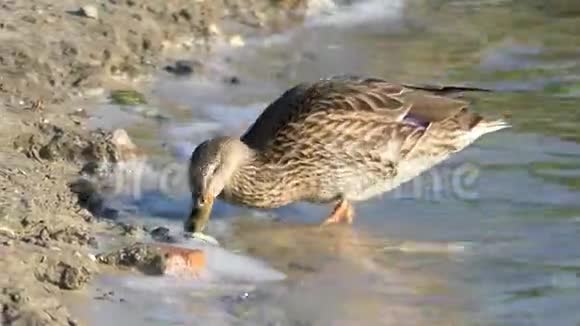 夏天一只棕色的鸭子在湖岸喝水视频的预览图