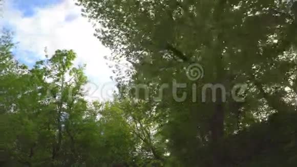 在莫斯科公园的树下漫步视频的预览图
