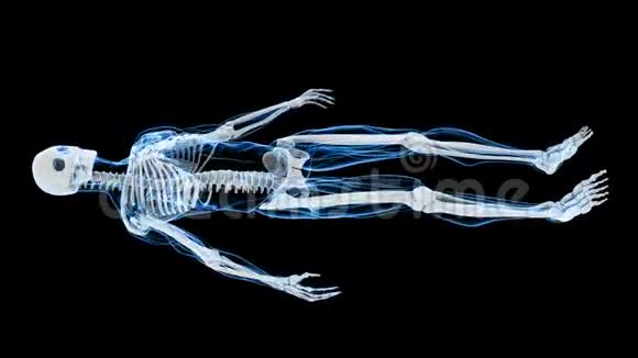 人骨架X射线扫描HD视频的预览图