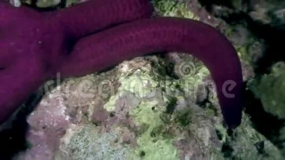 菲律宾野生动物海洋中的海星视频的预览图
