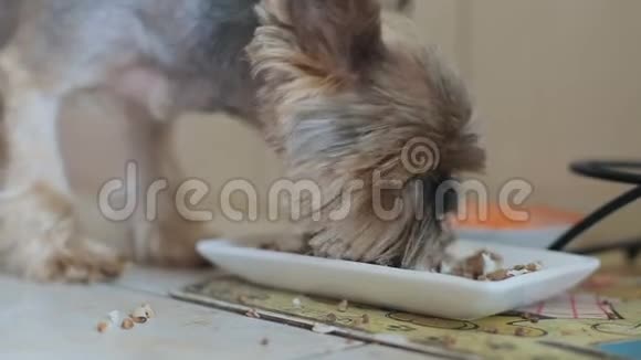 狗从盘子里吃粥荞麦视频的预览图