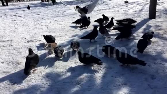 美国纽约公园雪鸽成群结队地播放慢动作视频视频的预览图