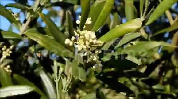 室外橄榄枝视频的预览图