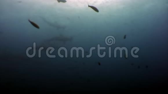 加拉帕戈斯群岛海鱼水下泻湖中的锤头鲨群视频的预览图
