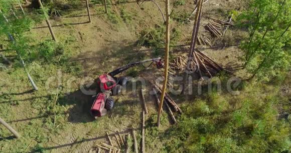 用森林收割机砍树的过程视频的预览图