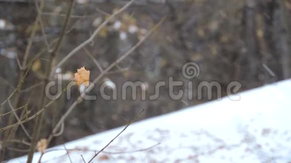 森林里强烈的降雪树枝和树叶在风中摇摆视频的预览图