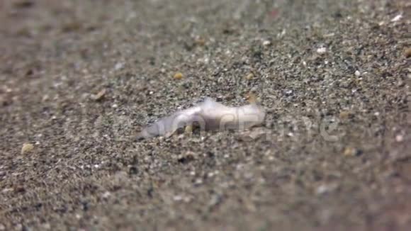菲律宾海洋沙底清水中的鱼视频的预览图
