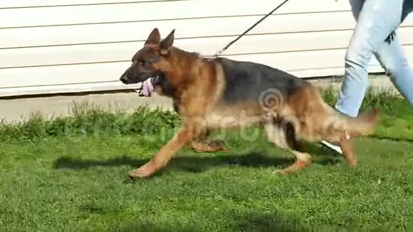 德国牧羊犬奔跑视频的预览图