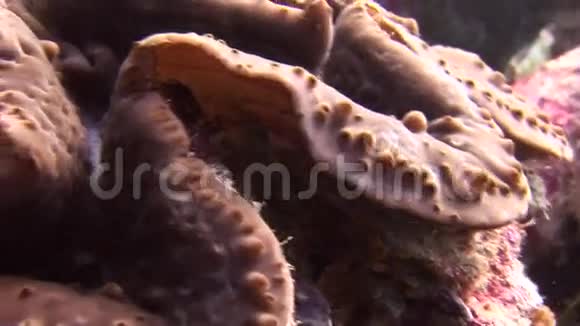 马尔代夫海中海底五颜六色的珊瑚上的Tridacne蛤蜊视频的预览图