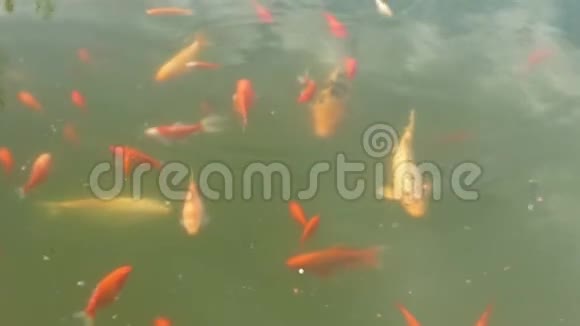夏天在池塘里游来游去的一滩橙白鱼视频的预览图