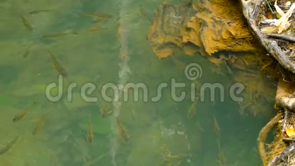 这条鱼在热带雨林里的阳光下在一条小溪的浅溪里游泳视频的预览图