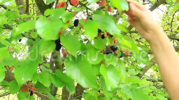 从树上摘下成熟桑椹的雌手视频的预览图