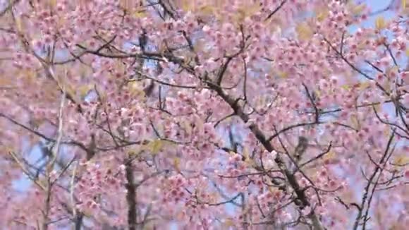 喜马拉雅野樱花蓝天视频的预览图