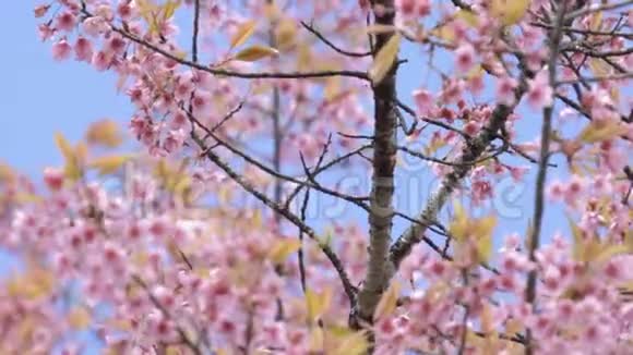 喜马拉雅野樱花蓝天视频的预览图