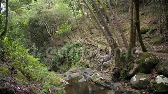 热带森林溪流流淌视频的预览图