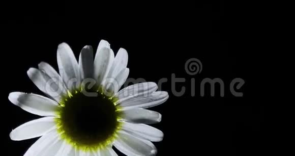 单瓣白色洋甘菊花关闭单甘菊黑色背景自然概念春天的概念视频的预览图