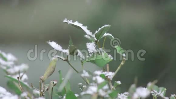 冬季降雪植物视频的预览图