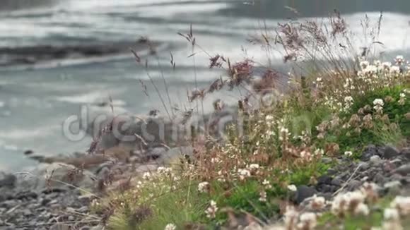 冰岛自然的细节视频的预览图