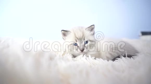 一只蓝眼睛在毯子上的小猫视频的预览图