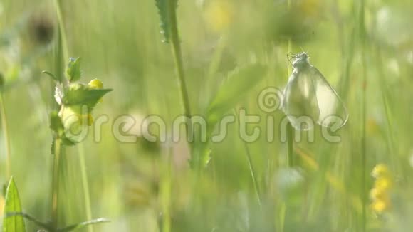 早晨阳光下草地上的小蝴蝶视频的预览图