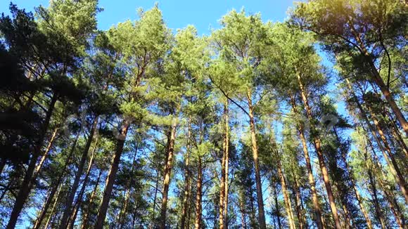 在美丽的一天时光流逝森林里的松树松林视频的预览图