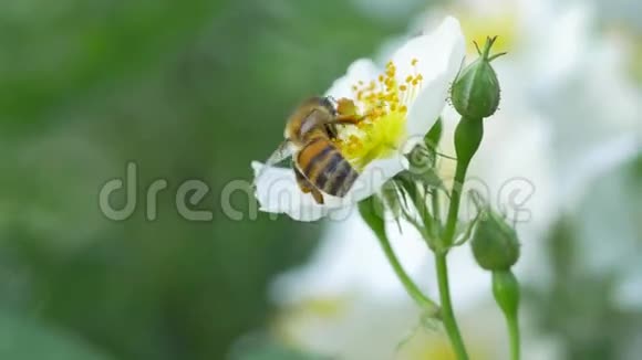一只蜜蜂给一朵白花授粉视频的预览图