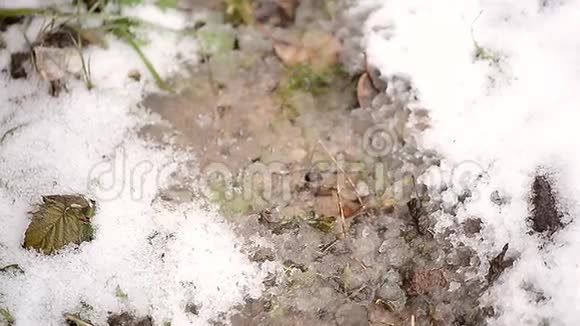 水滴随着融化的雪落到地上视频的预览图
