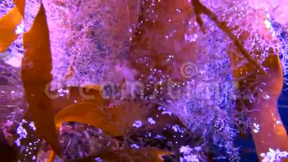 海草在白海的冰中潜游视频的预览图