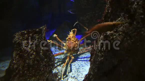 巨型日本螃蟹蜘蛛视频的预览图